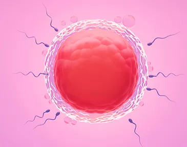 Treatments Offered  In Vitro Fertilization (IVF)